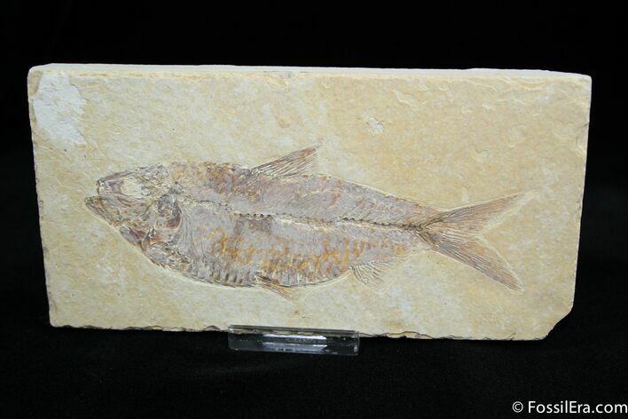 Big Inch Knightia Fossil Fish #797